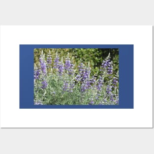 Flowers, purple lupines, nature, gifts, Violet Sublime Posters and Art